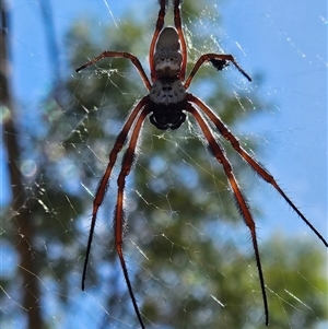 Trichonephila edulis at Hugh, NT - 12 Oct 2024