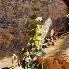Pellaea reynoldsii (Scaly Rock-Fern) at Hugh, NT - 12 Oct 2024 by atticus