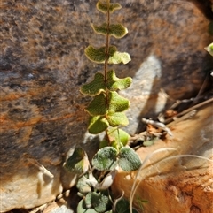 Unidentified Fern or Clubmoss at Hugh, NT - 12 Oct 2024 by atticus