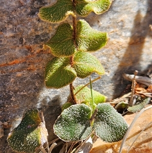 Pellaea reynoldsii at Hugh, NT - 12 Oct 2024 12:09 PM