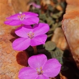 Unidentified Other Wildflower or Herb at Hugh, NT by atticus