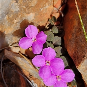 Sedopsis filsonii at Hugh, NT - 12 Oct 2024 12:27 PM