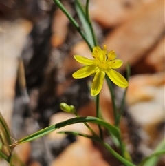 Tricoryne elatior (Yellow Rush Lily) at Hugh, NT - 12 Oct 2024 by atticus