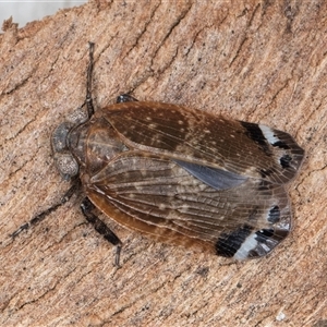 Platybrachys sp. (genus) at Melba, ACT - 9 Oct 2024