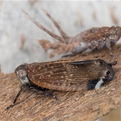 Platybrachys sp. (genus) at Melba, ACT - 9 Oct 2024