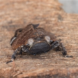 Platybrachys sp. (genus) at Melba, ACT - 9 Oct 2024