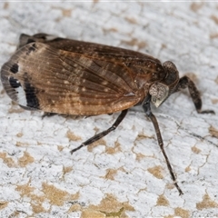 Platybrachys sp. (genus) at Melba, ACT - 9 Oct 2024