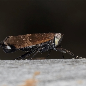 Platybrachys sp. (genus) at Melba, ACT - 9 Oct 2024