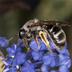 Lasioglossum (Chilalictus) sp. (genus & subgenus) (Halictid bee) at Melba, ACT - 9 Oct 2024 by kasiaaus