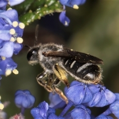 Lasioglossum (Chilalictus) sp. (genus & subgenus) at Melba, ACT - 9 Oct 2024