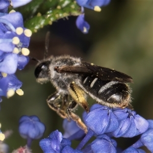 Lasioglossum (Chilalictus) sp. (genus & subgenus) at Melba, ACT - 9 Oct 2024 10:31 AM