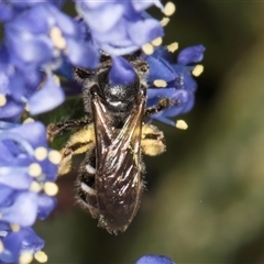 Lasioglossum (Chilalictus) sp. (genus & subgenus) at Melba, ACT - 9 Oct 2024 10:31 AM