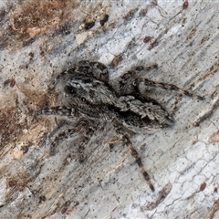 Clynotis severus (Stern Jumping Spider) at Melba, ACT - 9 Oct 2024 by kasiaaus