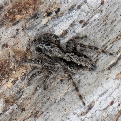 Clynotis severus (Stern Jumping Spider) at Melba, ACT - 9 Oct 2024 by kasiaaus