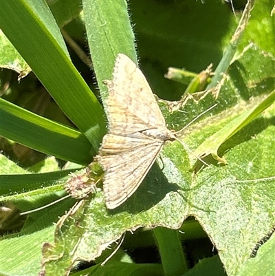 Scopula rubraria (Reddish Wave, Plantain Moth) at Ballarat Central, VIC - 12 Oct 2024 by LisaH