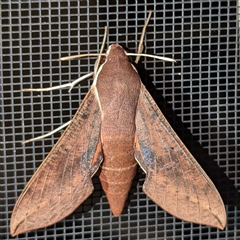 Hippotion scrofa (Coprosma Hawk Moth) at Kambah, ACT - 12 Oct 2024 by HelenCross