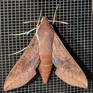 Hippotion scrofa at Kambah, ACT - 12 Oct 2024