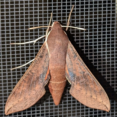 Hippotion scrofa (Coprosma Hawk Moth) at Kambah, ACT - 11 Oct 2024 by HelenCross