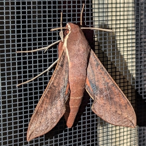 Hippotion scrofa at Kambah, ACT - 12 Oct 2024