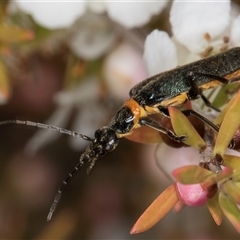 Chauliognathus lugubris (Plague Soldier Beetle) at Melba, ACT - 8 Oct 2024 by kasiaaus