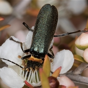 Chauliognathus lugubris at Melba, ACT - 9 Oct 2024 10:48 AM