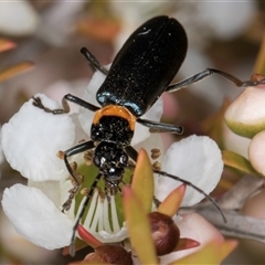 Chauliognathus lugubris at Melba, ACT - 9 Oct 2024