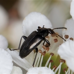 Homotrysis lugubris (Darkling beetle) at Melba, ACT - 8 Oct 2024 by kasiaaus