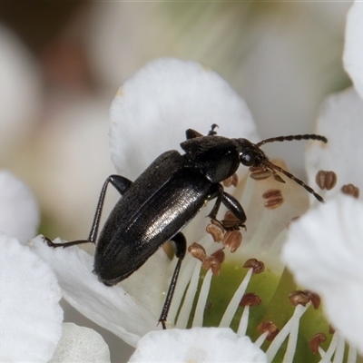 Homotrysis lugubris (Darkling beetle) at Melba, ACT - 9 Oct 2024 by kasiaaus