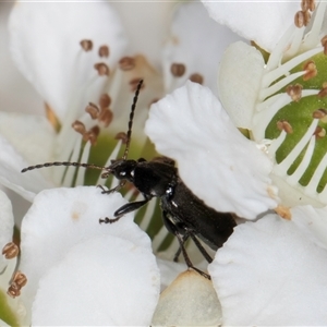 Homotrysis lugubris at Melba, ACT - 9 Oct 2024 10:52 AM