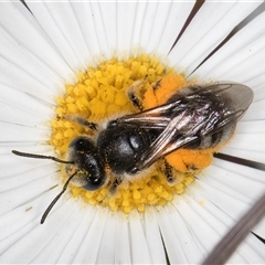 Lasioglossum (Chilalictus) lanarium (Halictid bee) at Melba, ACT - 9 Oct 2024 by kasiaaus