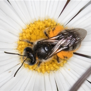 Lasioglossum (Chilalictus) lanarium at Melba, ACT - 9 Oct 2024 11:11 AM