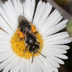 Lasioglossum (Chilalictus) lanarium at Melba, ACT - 9 Oct 2024 11:11 AM