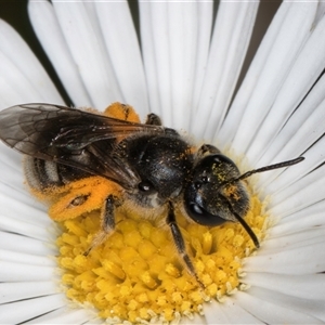 Lasioglossum (Chilalictus) lanarium at Melba, ACT - 9 Oct 2024 11:11 AM