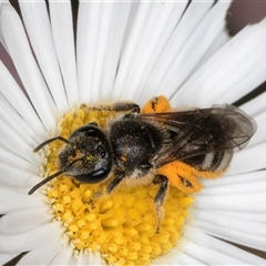 Lasioglossum (Chilalictus) lanarium at Melba, ACT - 9 Oct 2024 11:11 AM