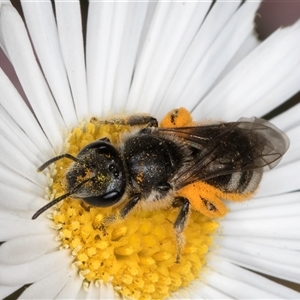 Lasioglossum (Chilalictus) lanarium at Melba, ACT - 9 Oct 2024 11:11 AM