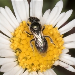 Lasioglossum (Homalictus) sphecodoides at Melba, ACT - 9 Oct 2024