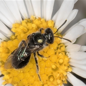 Lasioglossum (Homalictus) sphecodoides at Melba, ACT - 9 Oct 2024