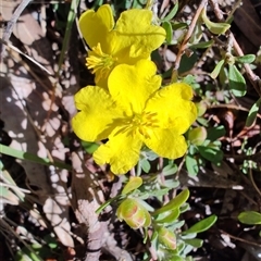 Hibbertia procumbens at Moruya, NSW - 12 Oct 2024 by LyndalT