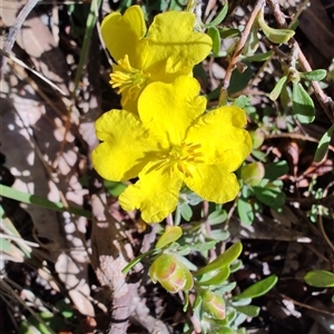 Hibbertia procumbens at Moruya, NSW by LyndalT