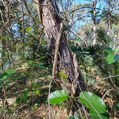 Leichhardtia rostrata (Milk Vine) at Moruya, NSW - 11 Oct 2024 by LyndalT