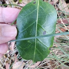 Leichhardtia rostrata at Moruya, NSW - 12 Oct 2024 09:54 AM