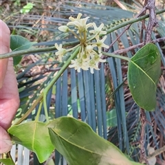 Leichhardtia rostrata at Moruya, NSW - 12 Oct 2024