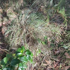 Poa sp. at Moruya, NSW - 12 Oct 2024 by LyndalT