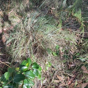 Poa sp. at Moruya, NSW by LyndalT