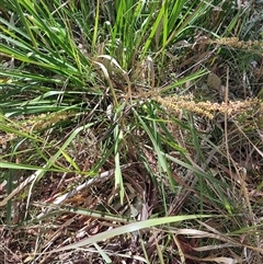 Lomandra longifolia (Spiny-headed Mat-rush, Honey Reed) at Moruya, NSW - 12 Oct 2024 by LyndalT