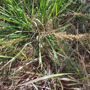 Lomandra longifolia (Spiny-headed Mat-rush, Honey Reed) at Moruya, NSW by LyndalT