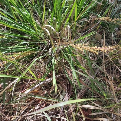 Lomandra longifolia (Spiny-headed Mat-rush, Honey Reed) at Moruya, NSW - 11 Oct 2024 by LyndalT