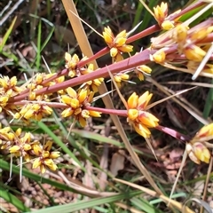 Lomandra longifolia at Moruya, NSW - 12 Oct 2024