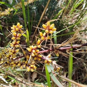 Lomandra longifolia at Moruya, NSW - 12 Oct 2024