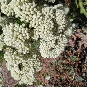 Ozothamnus diosmifolius (Rice Flower, White Dogwood, Sago Bush) at Malua Bay, NSW by LyndalT